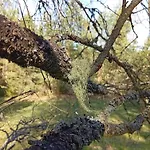 別荘 Waldviertel Auszeit - Lichtung Im Wald - Alleinlage Scheiben