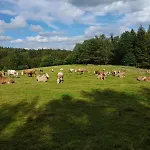 Waldviertel Auszeit - Lichtung Im Wald - Alleinlage בית נופש
