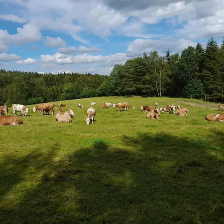 Waldviertel Auszeit - Lichtung Im Wald - Alleinlage Semesterbostad *