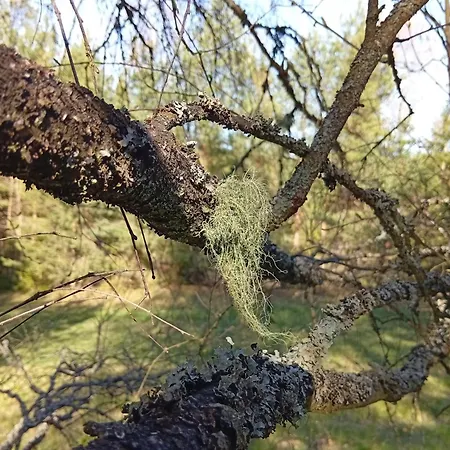 Semesterbostad Waldviertel Auszeit - Lichtung Im Wald - Alleinlage Scheiben